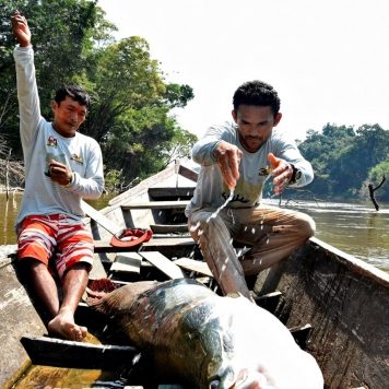 Operação Amazônia Nativa A Festa do Vee